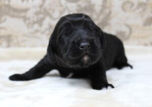 labradoodles Oregon breeder 