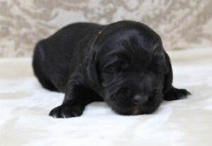 Oregon labradoodle puppies