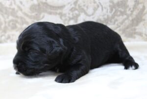 Puppy Culture labradoodle puppies Oregon Washington mini puppies