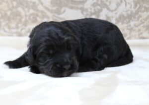 Kylie and Nelson's puppies are here