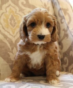 Seven weeks Kaitlyn 2