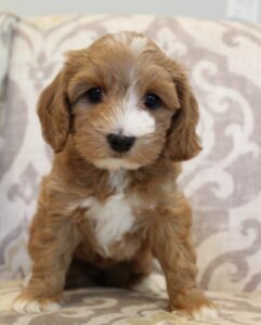 Seven weeks Kaitlyn 4