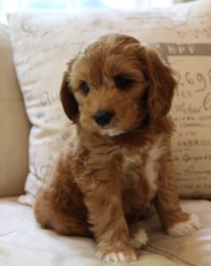 Seven weeks Keegan 1