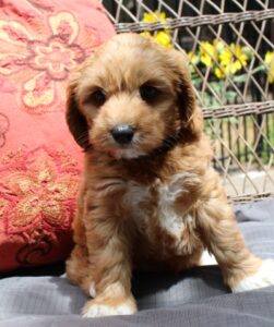 Seven weeks Keegan outside