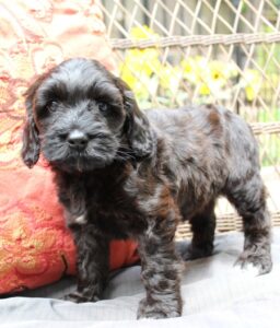 Seven weeks Kelly standing 1