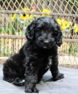 best labradoodle breeder Portland McMinnville Sherwood Tigard Lake Oswego
