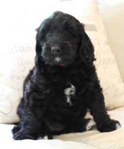 Kylie and Nelson's puppies are growing up!