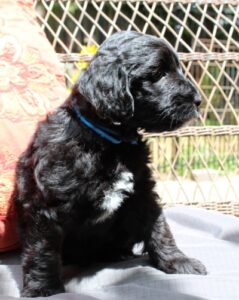 Seven weeks Kip outside 2