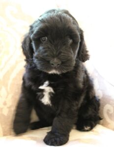 black labradoodles mini puppies 