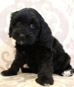 Kylie and Nelson's puppies are growing up!