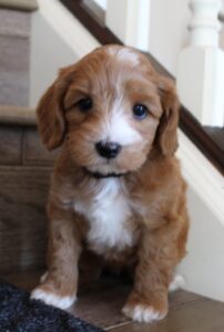 Oregon best labradoodles puppies breeder Portland Salem