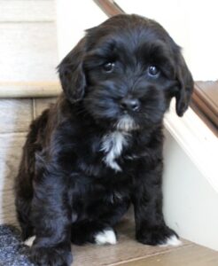 therapy dogs labradoodle puppies available