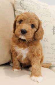 Kylie and Nelson's puppies are growing up!