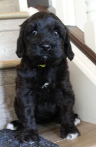 mini labradoodles Washington Oregon Lake Oswego Tigard Beaverton 