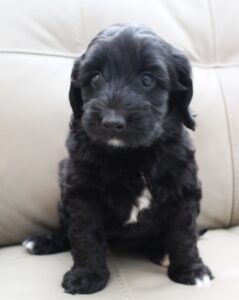 Kylie and Nelson's puppies are growing up!