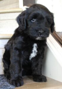 Six weeks Kip steps 2