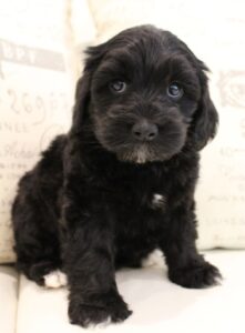 mini black labradoodle puppies available therapy dogs