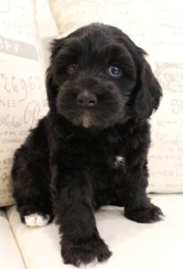 black mini labradoodles best puppies breeder