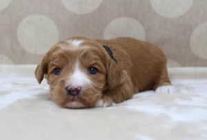 mini labradoodles best Oregon breeder