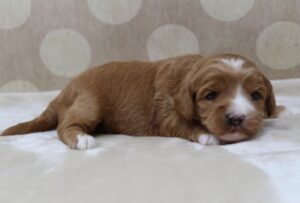 Puppy Culture labradoodle breeder mini puppies available