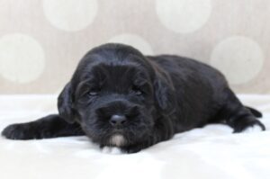 Oregon labradoodle breeders therapy dogs