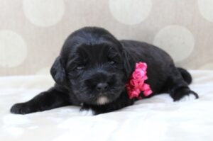 labradoodle puppies available Portland Seattle Vancouver Salem Beaverton Tualatin