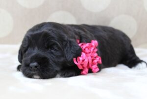 labradoodle therapy puppies dogs available Oregon breeder
