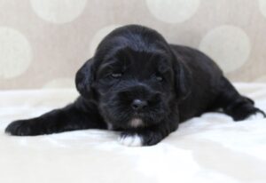 labradoodle breeder Sherwood Tigard Portland Beaverton McMinnville