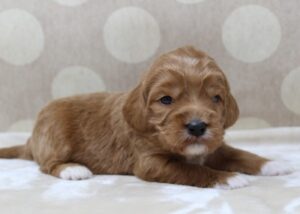 Kylie and Nelson's puppies are here!