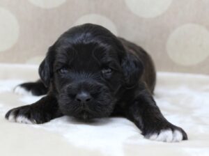 therapy dogs labradoodles available puppies