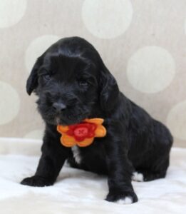 Washington labradoodle breeder puppies available