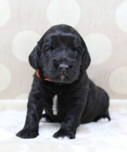 Kylie and Nelson puppies are here!