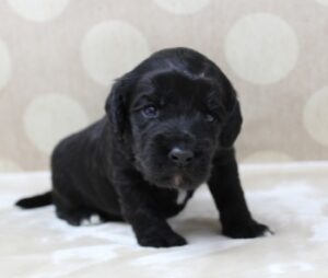 Kylie and Nelson's puppies are here