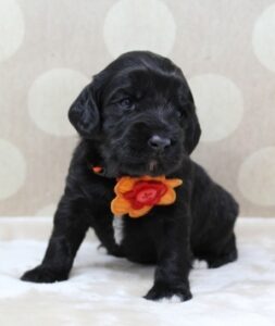 labradoodle puppies black mini 