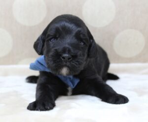 Oregon Washington labradoodle puppy breeders 