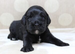black mini labradoodle puppies available now