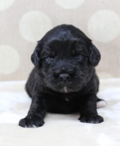 Puppy Culture labradoodle breeder mini puppies 