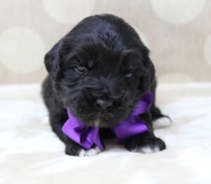 Oregon Puppy Culture breeder labradoodles available for sale