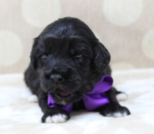 Seattle Washington Tacoma Vancouver Olympia labradoodle puppies breeder 