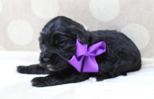 best labradoodle puppies breeder Portland Salem Tigard Beaverton Vancouver 