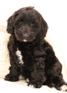 Kylie and Nelson's puppies are ready for home