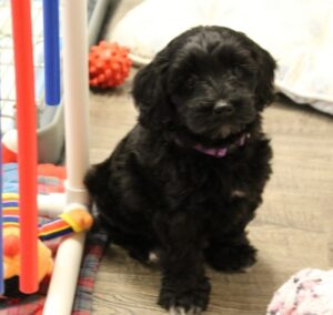 Kylie and Nelson's puppies are growing up!