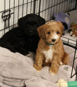 mini labradoodles black therapy dogs 