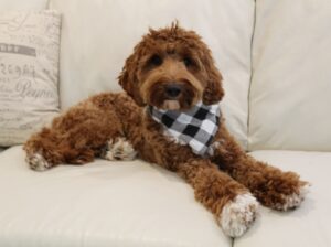 Stevie red medium girl