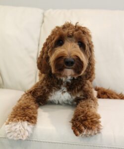 Meet our medium girl Stevie