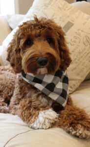 Meet our medium girl Stevie