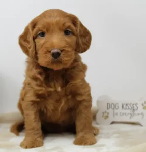 Australian labradoodles puppies available