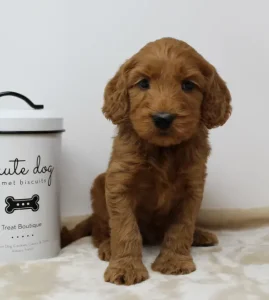 labradoodles puppies available red best breeder