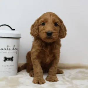 Puppy Culture breeder puppies available labradoodles