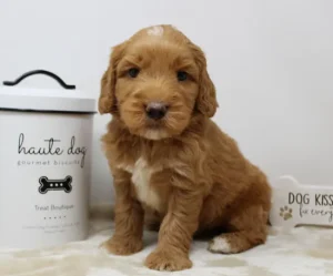 Five weeks Cracker Jack 2